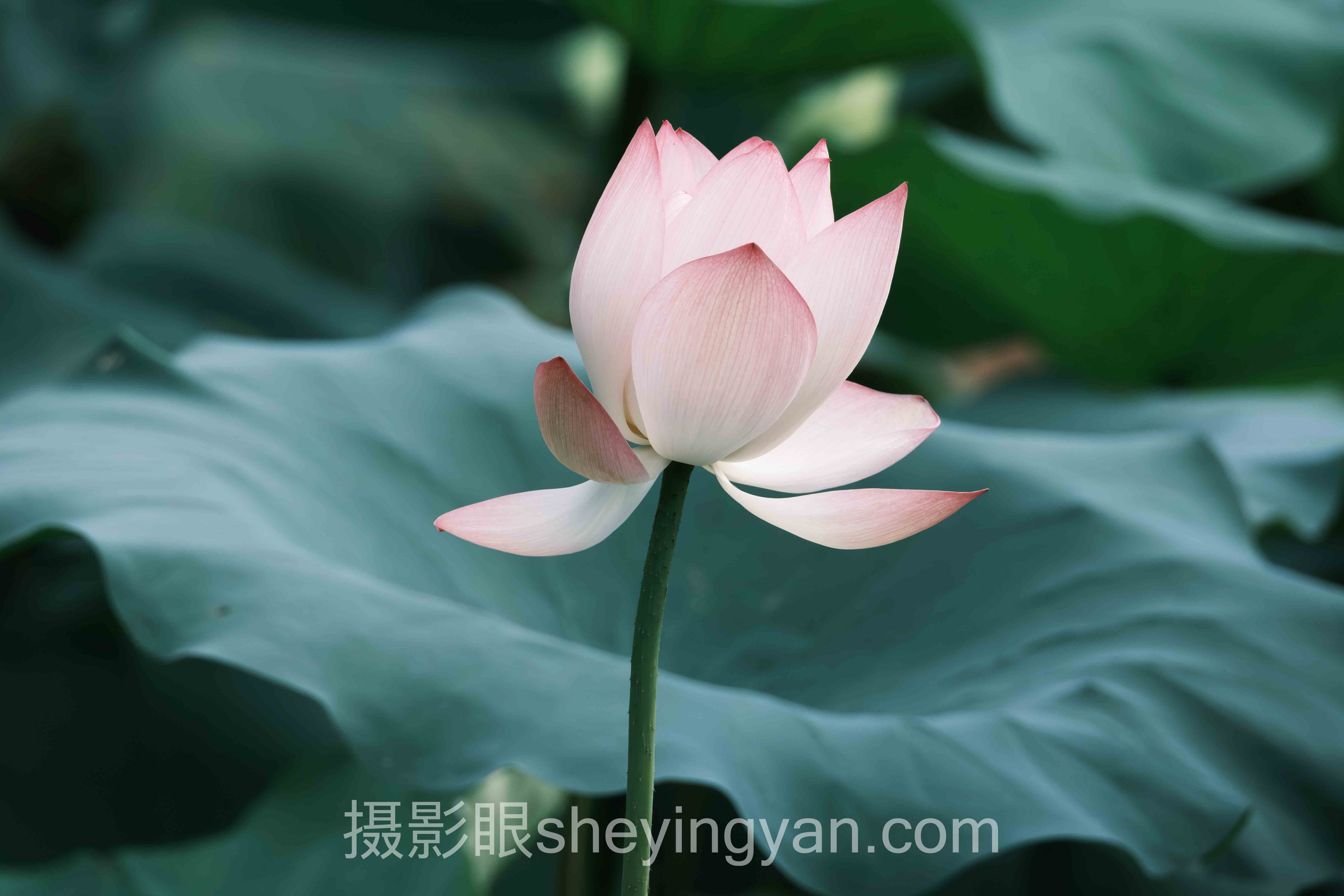 深度解析:照片点评社区推荐的核心问题与答案