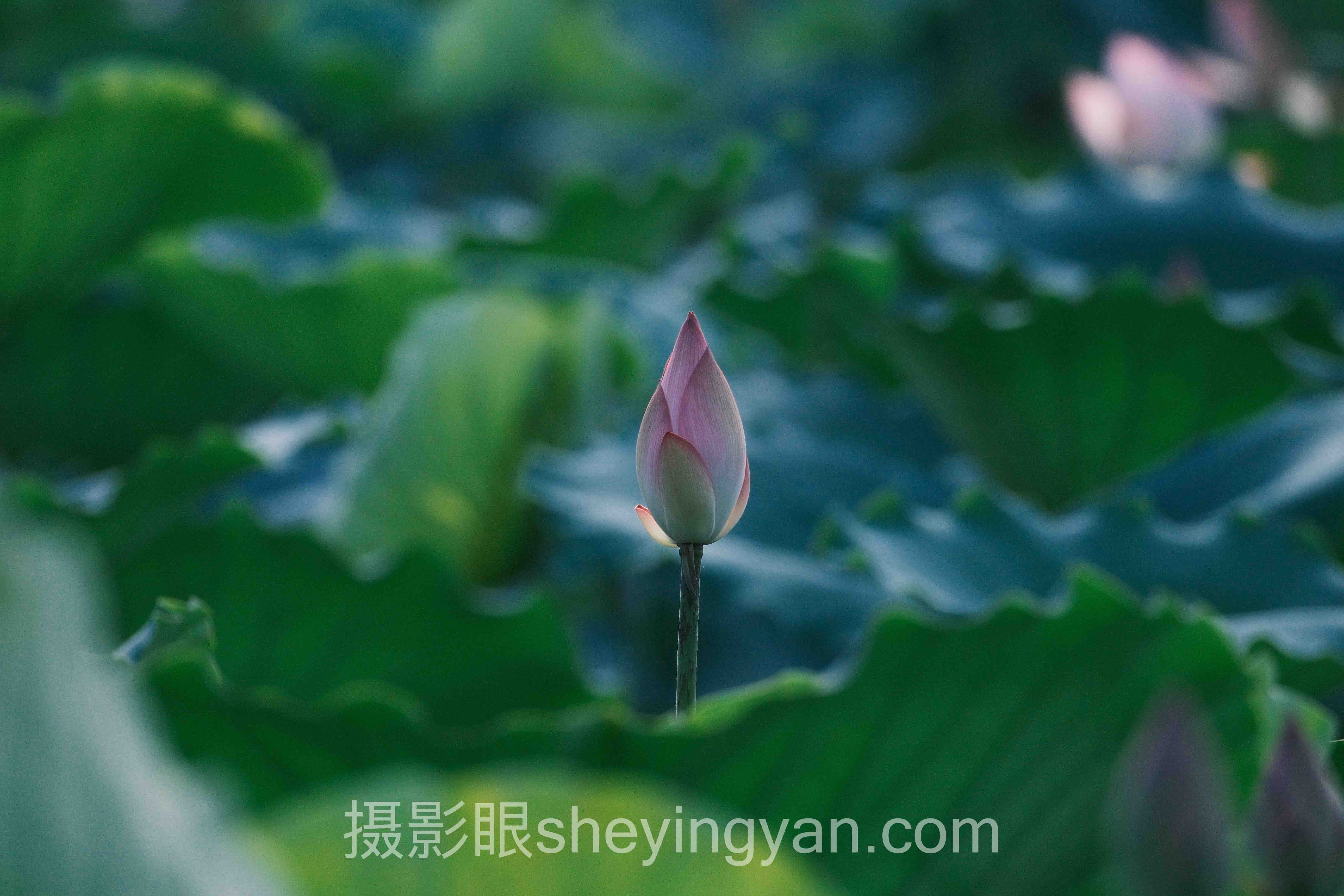 从豆瓣到500px：照片评分系统软件推荐的3个实测案例