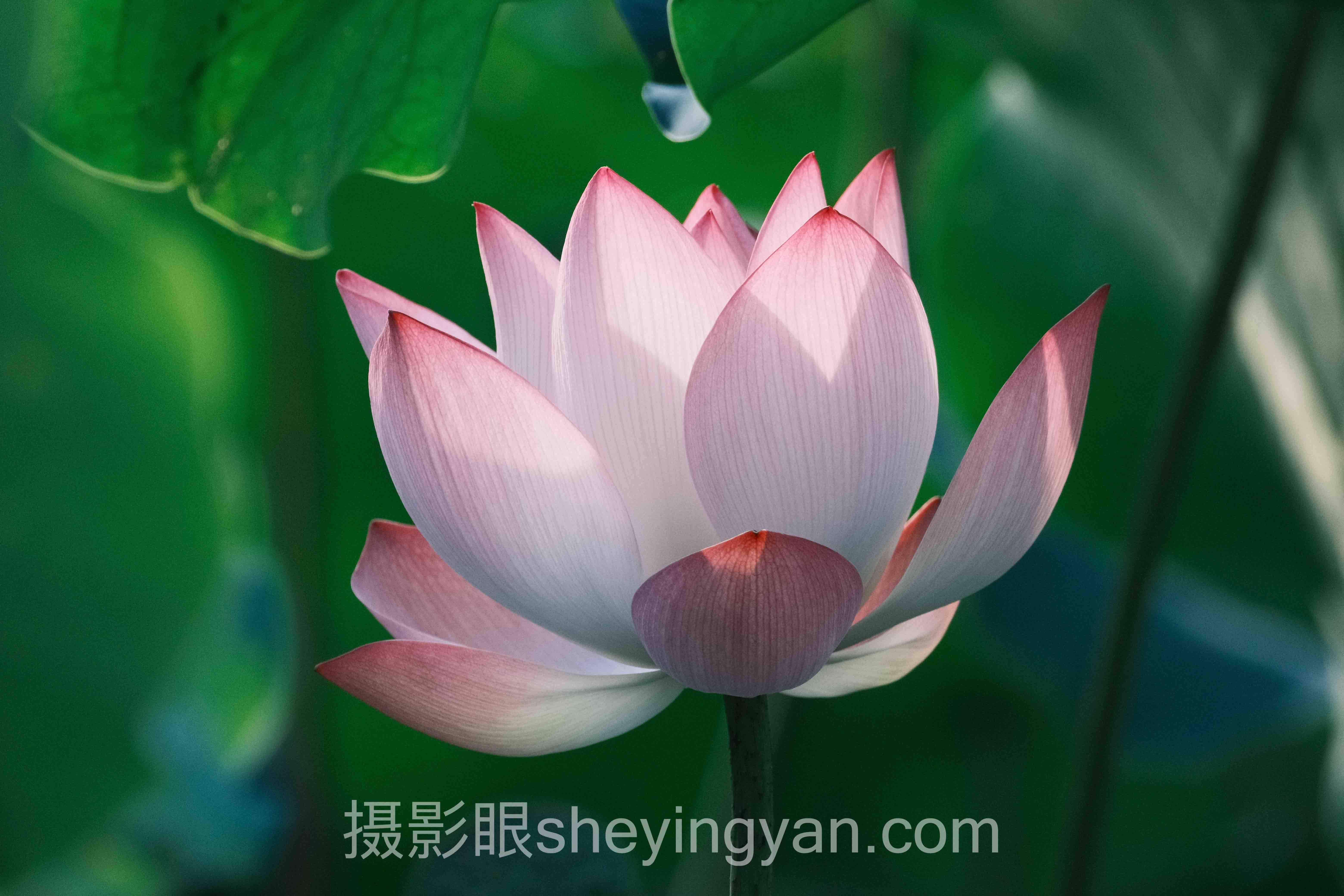 摄影眼必备器材深度分析：现状、挑战与未来趋势