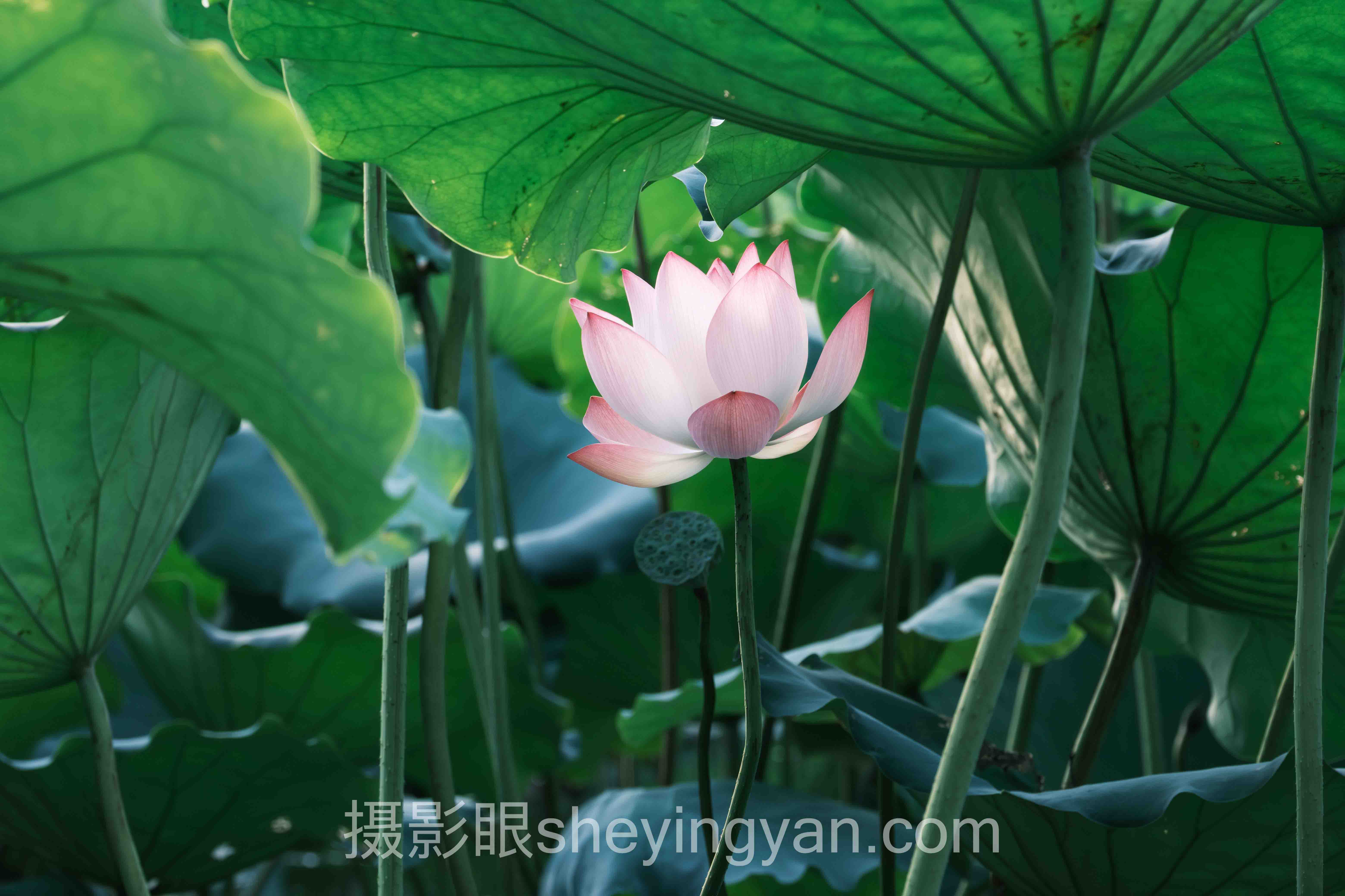 数据说话：北京照片选片工作室的最新发展现状