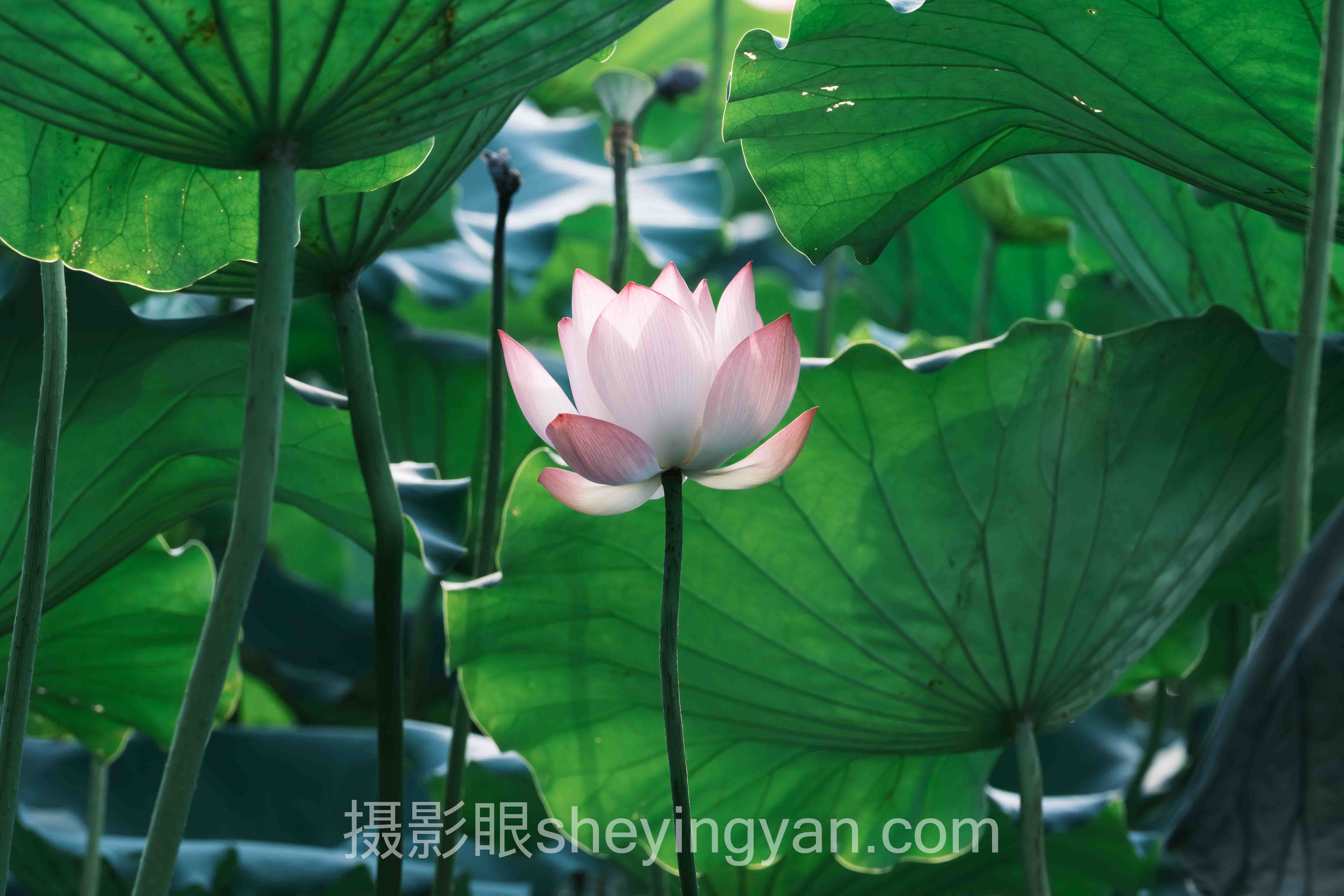 AI照片评分工具深度评测：5种选择全面解析