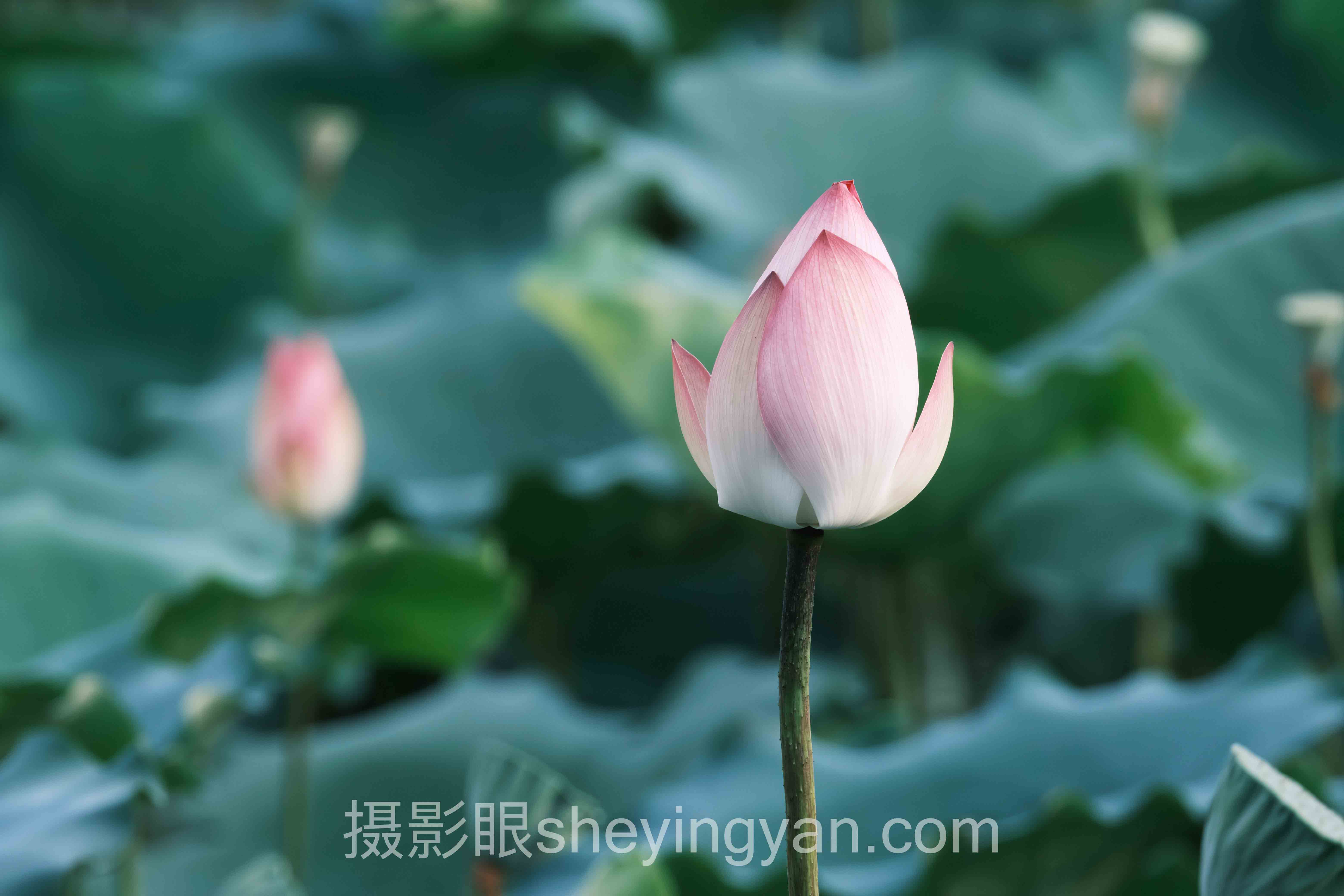 日落前一小时光线十人谈：多位专家的核心观点汇总