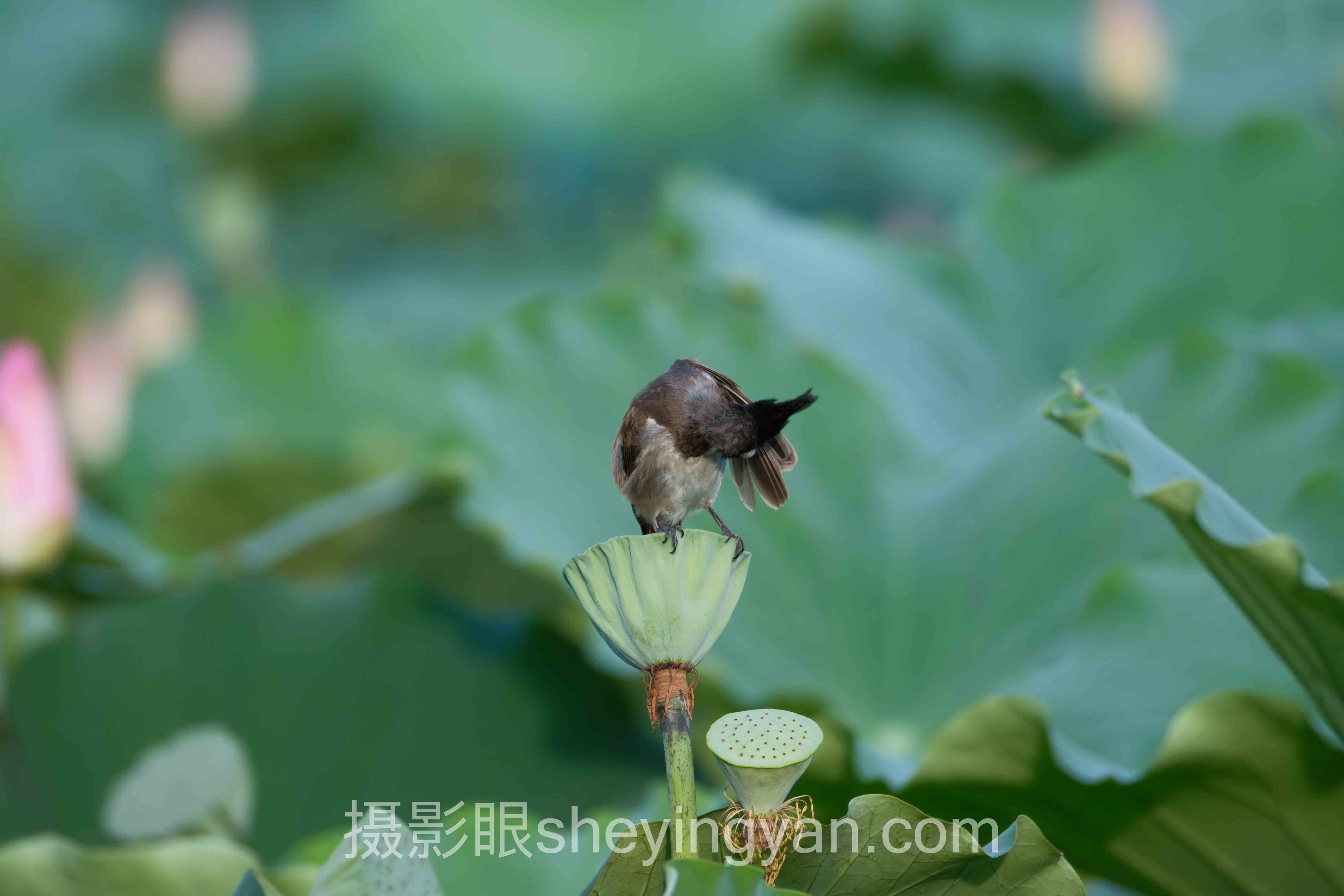 摄影眼平台图片搜索深度分析:现状、挑战与未来趋势