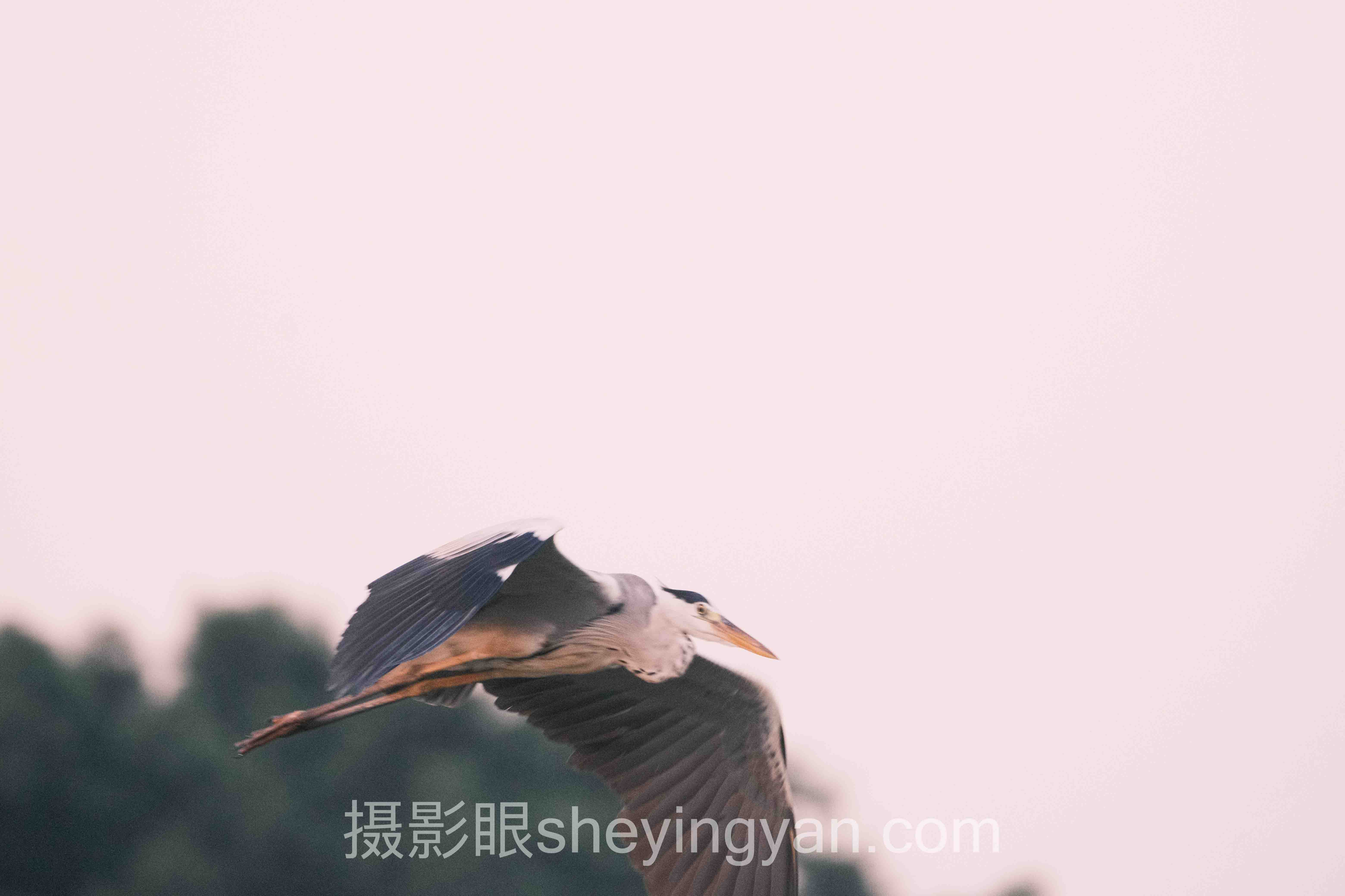 照片点评实战案例拆解：3个成功实践的共同规律