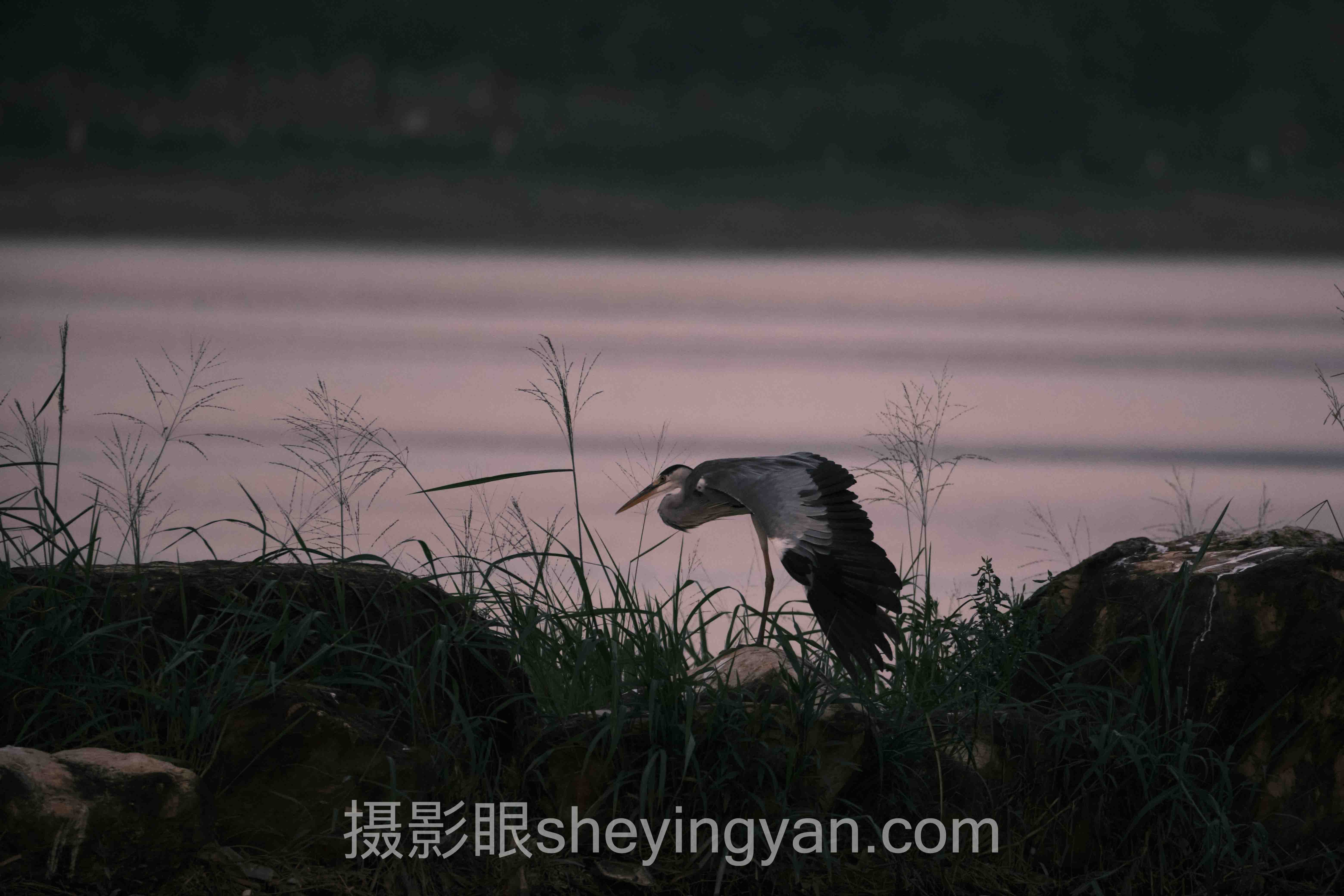对话行业专家：摄影眼导航在线教学的关键洞察与前瞻