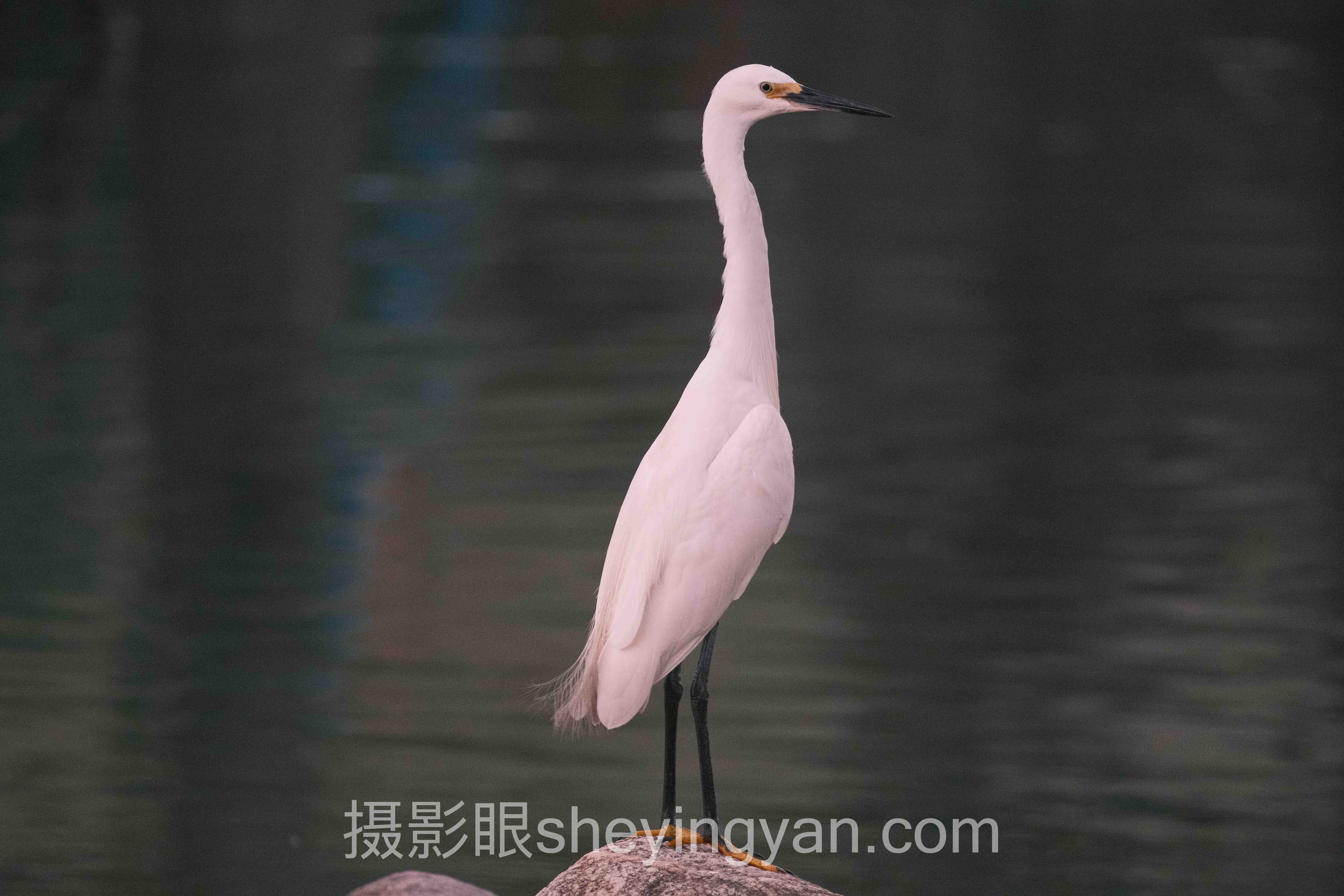 从案例看摄影眼sheyingyan.com安全吗：3个真实故事背后的方法论