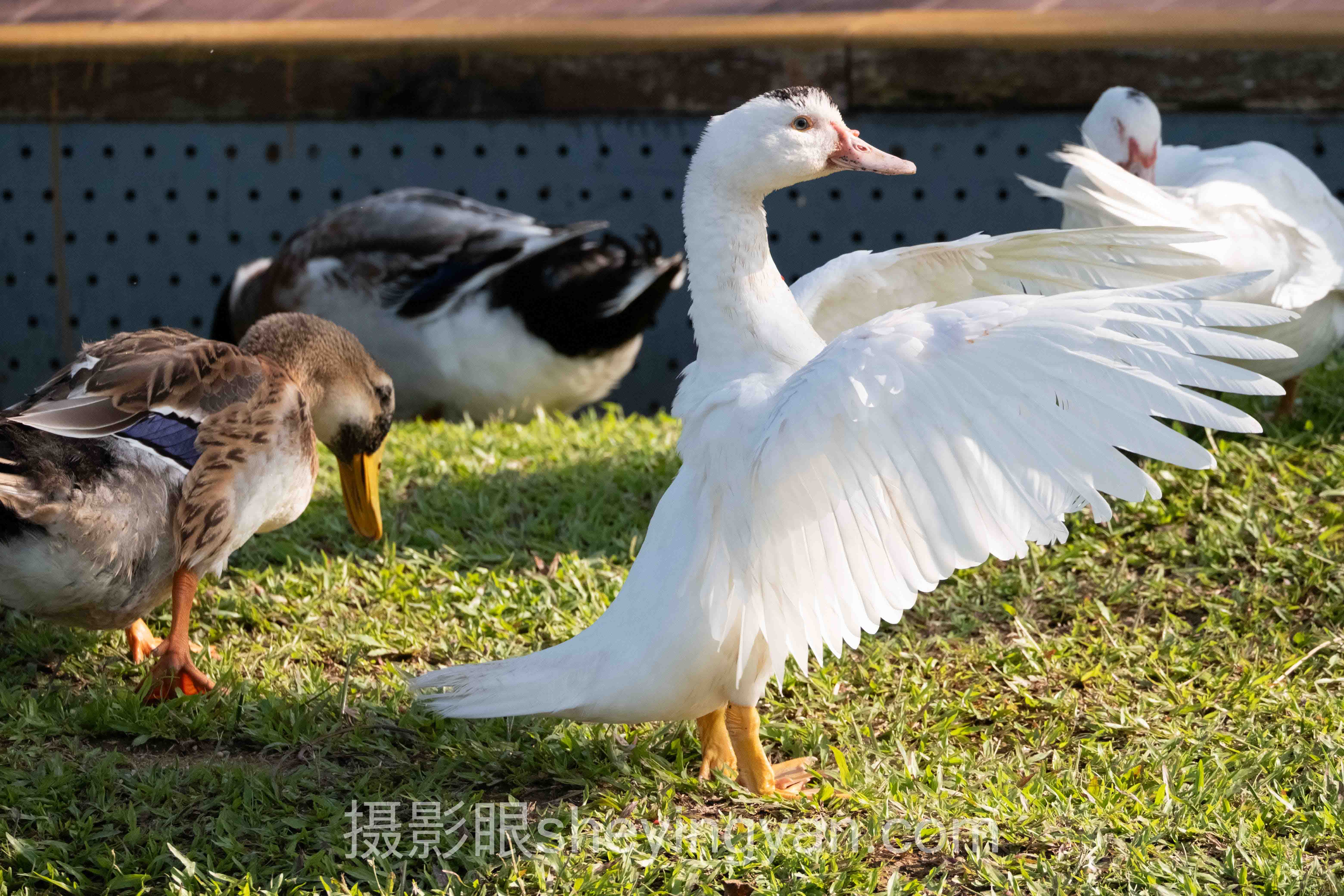 数据说话：照片点评与AI照片评分的最新发展现状