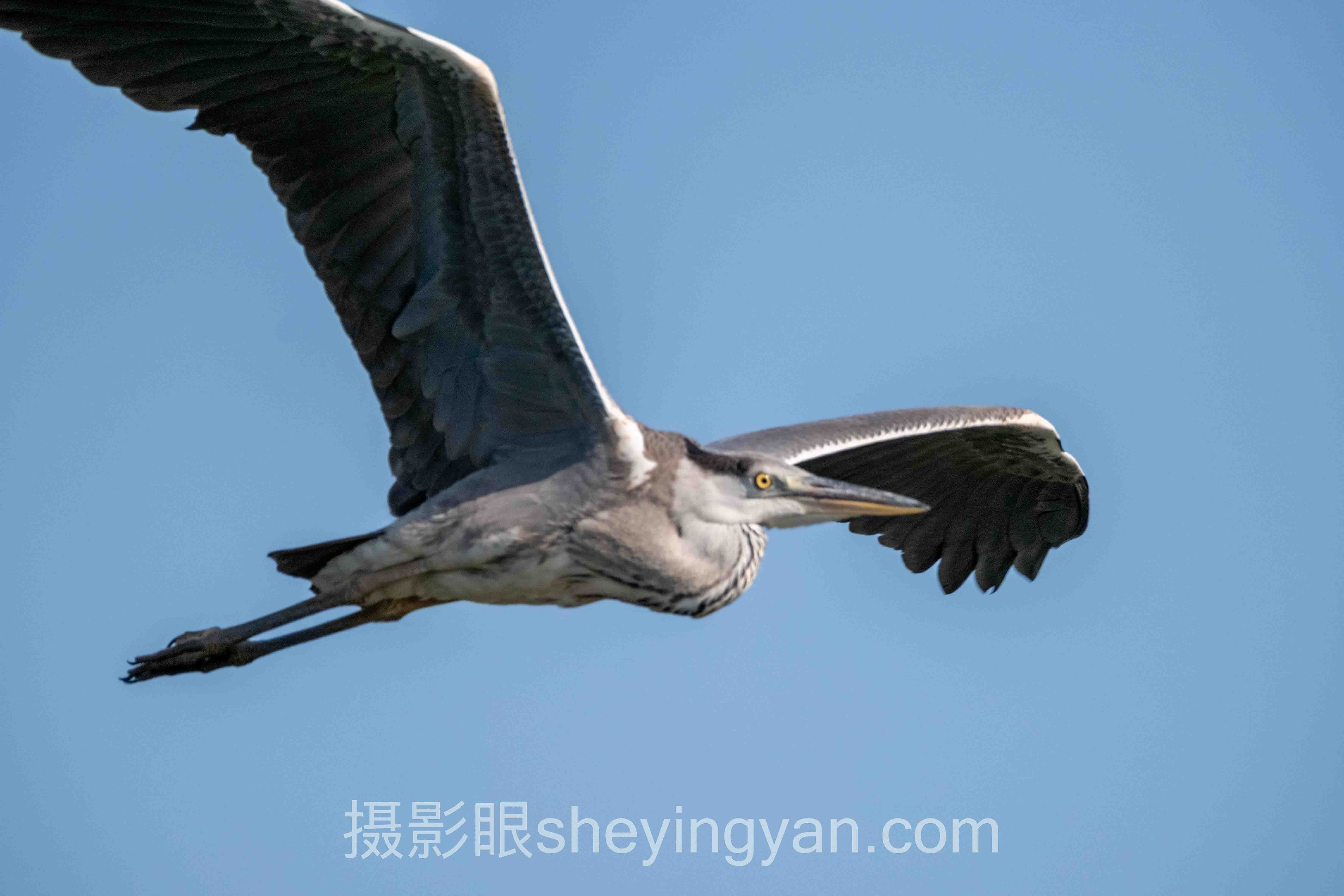 摄影眼官网下载