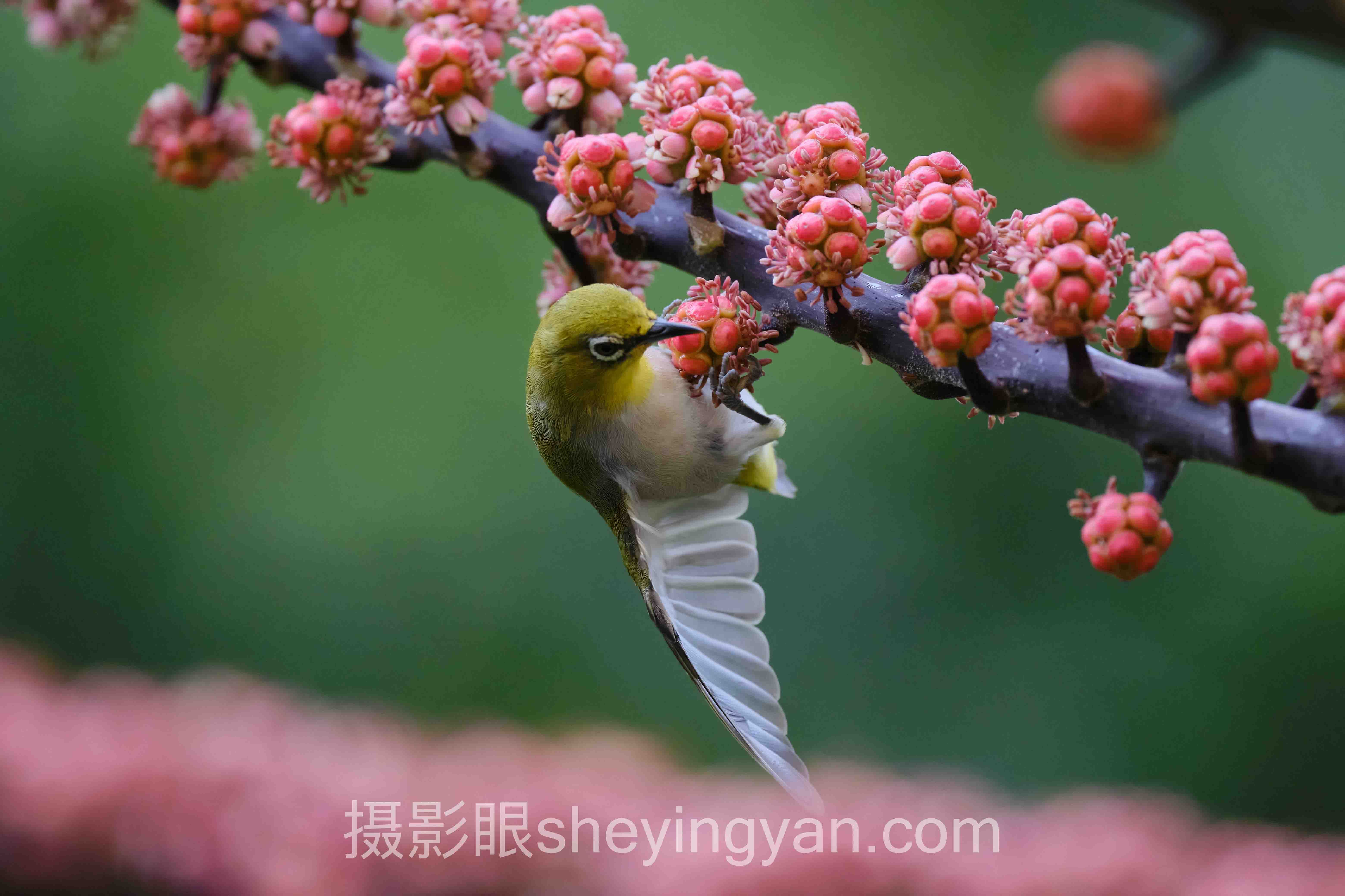 手机摄影眼测试怎么做？8个案例告诉你答案